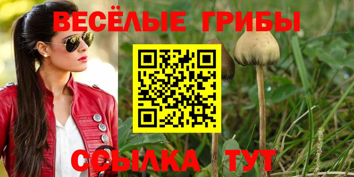 Псилоцибиновые грибы Psilocybine cubensis Лысьва
